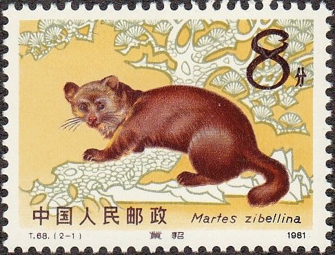 Sable (Martes zibellina)