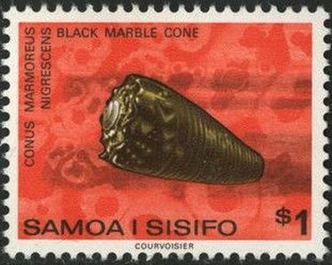 Black Marble Cone (Conus marmoreus nigrescens)
