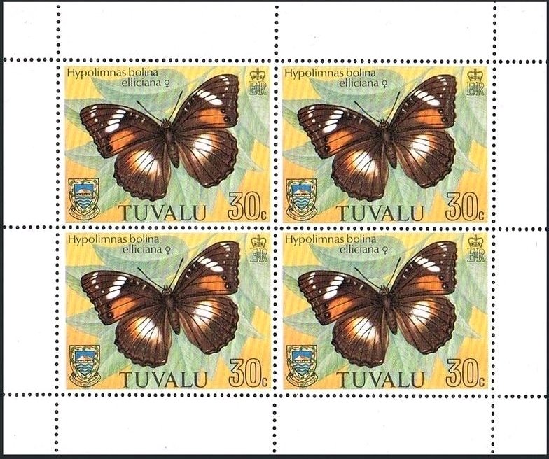 Common Eggfly (Hypolimnas bolina ssp. elliciana)