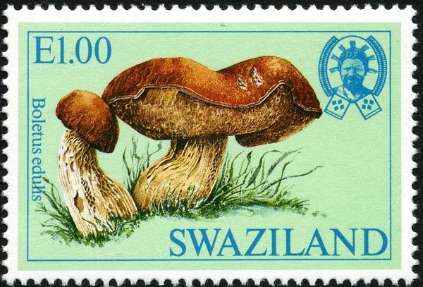 Cep (Boletus edulis)