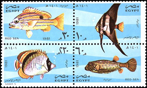 Marine Biology: Fish
