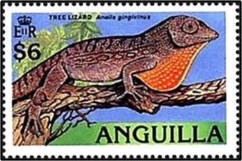 Anguilla Bank Anole (Anolis gingivinus)