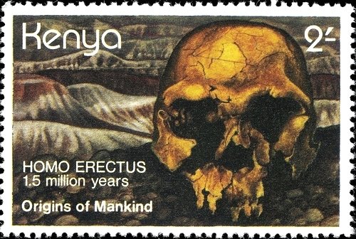 Homo erectus