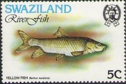 Kwazulu-natal Yellowfish (Barbus natalensis)