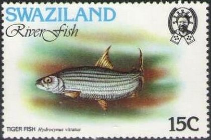 African Tigerfish (Hydrocynus vittatus) 