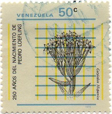 Spanish Seed Leaf