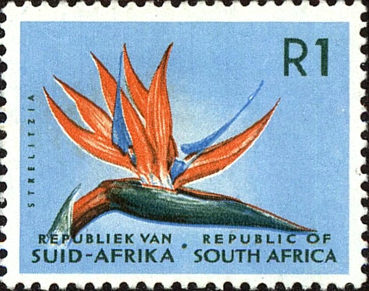 Strelitzia