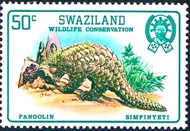 Ground Pangolin (Manis temmincki) 