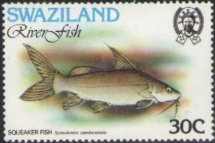Stamp, Plain Squeaker (Synodontis zambezensis), Swaziland,  