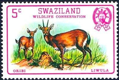 Oribi (Ourebia ourebi)