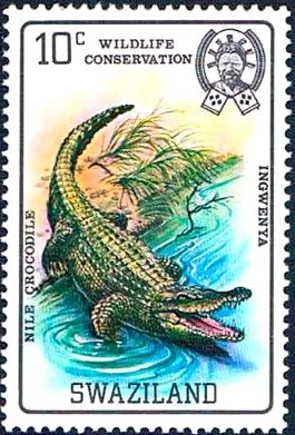 Nile Crocodile (Crocodylus niloticus)