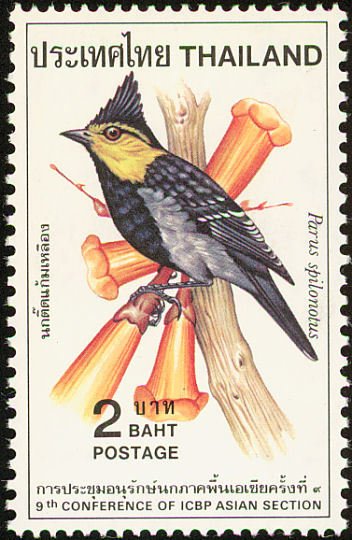 Yellow-cheeked tit (Parus spilonotus)