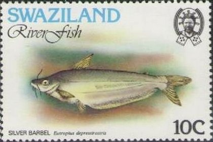 Silver Barbel (Eutropius depressirostris) 