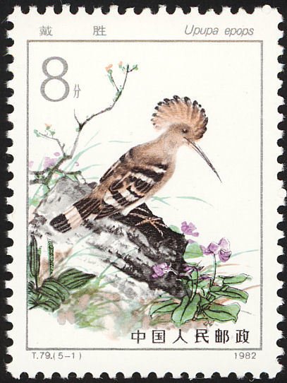 Eurasian Hoopoe - Upupa epops