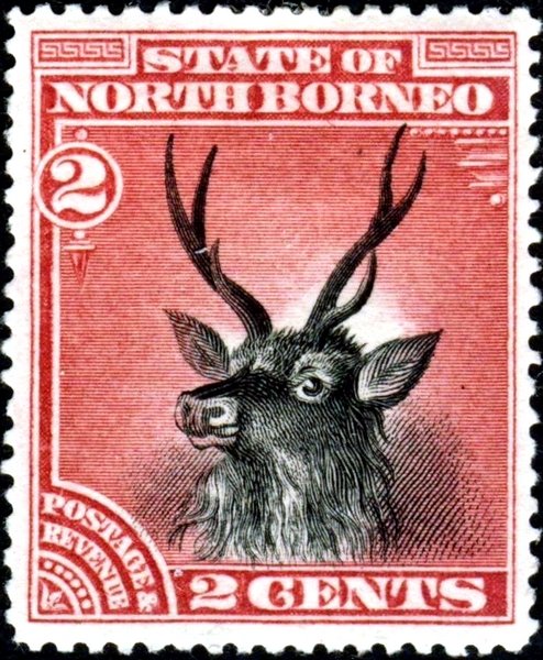 Sambar Deer (Cervus unicolor)