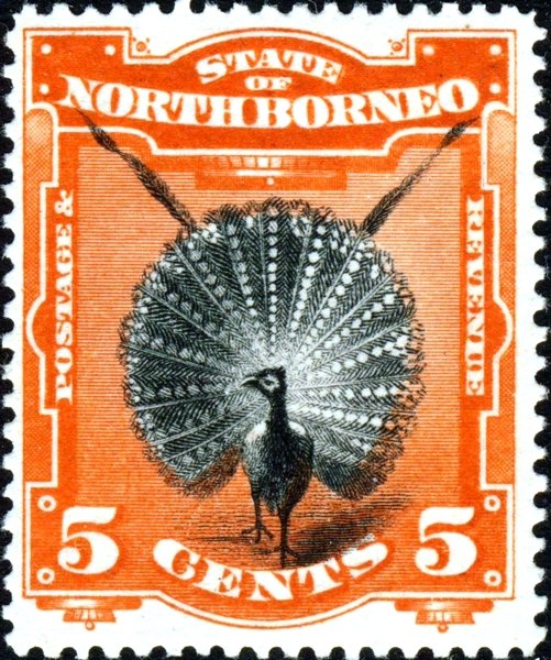 Great Argus Pheasant (Argusianus argus)