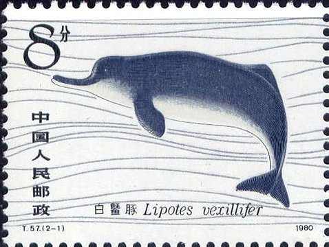 White Flag Dolphin