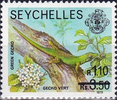 Green Gecko (F: Phelsuma)