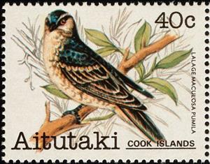 Stamp, Polynesian Triller (Lalaga maculosa pumila), Aitutaki,  , Birds