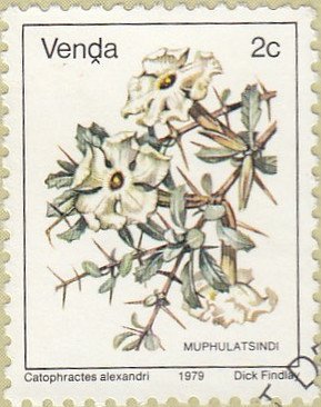 Catophractes alexandri
