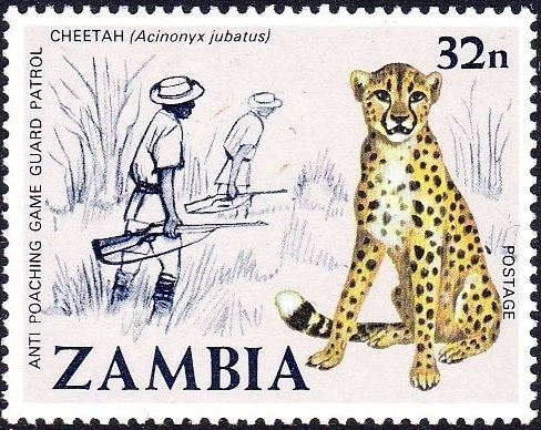 Cheetah (Acinonyx jubatus)
