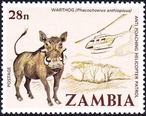 Desert Warthog (Phacochoerus aethiopicus)