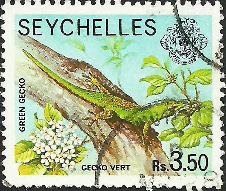 Green Gecko (F: Phelsuma)