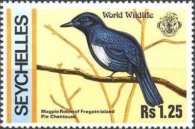 Seychelles Magpie-robin (Copsychus seychellarus)