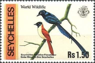 Seychelles Paradise Flycatcher (Terpsiphone corvina)