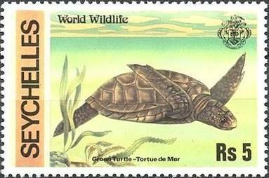 Green Sea Turtle (Chelonia mydas)
