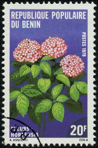 Hortensia