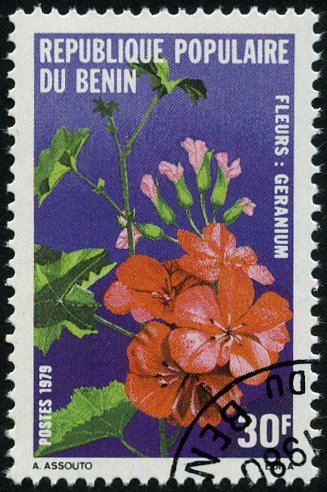 Geranium