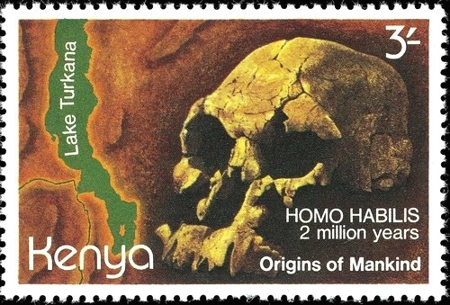 Homo habilis