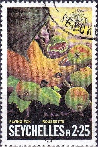 Flying Fox (Pteropus sp.)