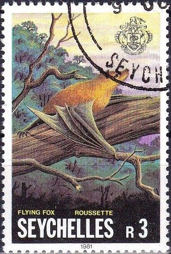 Flying Fox (Pteropus sp.)