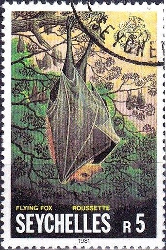 Flying Fox (Pteropus sp.)