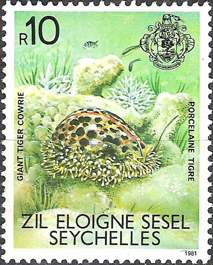 Giant Tiger Cowrie (Cypraea tigris)