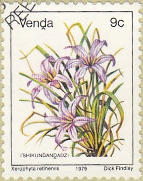 Stamp, Xerophyta retinervis, South Africa, Homelands,  , Flowers