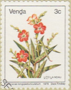 Tricliceras longipedunculatum