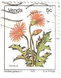 Stamp, Gerbera jamesonii, South Africa, Homelands,  , Flowers