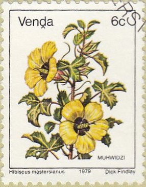 Hibiscus mastersianus