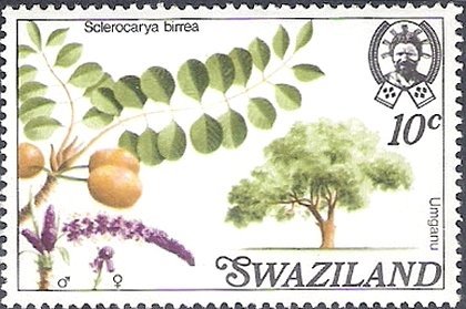 Sclerocarya birrea