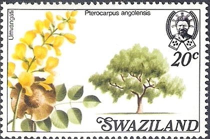 Pterocarpus angolensis