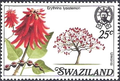 Erythrina lysistemon