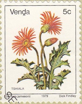 Stamp, Gerbera jamesonii, South Africa, Homelands,  , Flowers