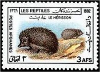 Brandt's Hedgehog (Paraechinus hypomelas)