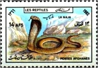 Asian Cobra (Naja naja)