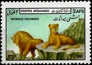 Lion (Panthera leo)