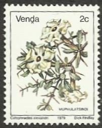 Catophractes alexandri