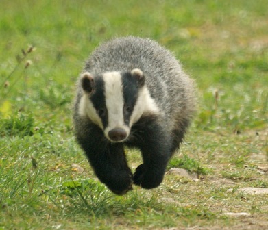 Badgers